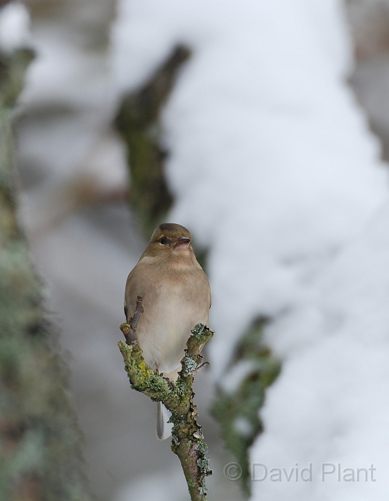 Chaffinch female - D.jpg - Chaffinch, female with snow - Gloucestershire